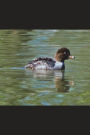 Barrow's Goldeneye Duck Female Journal: Take Notes, Write Down Memories in this 150 Page Lined Journal