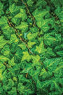Ivy Notebook: Blank Journal Diary Memoir Log Logue
