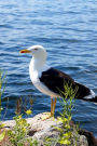 Lesser Black-Backed Gull Journal (Larus Fuscus): 150 page lined notebook/diary