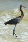 Red or Reddish Egret Bird Journal (Egretta Rufescens): 150 page lined notebook/diary