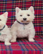 School Composition Book Three White Puppies Dog Photo 200 Pages: (Notebook, Diary, Blank Book)