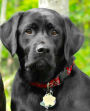 School Composition Book Dogs Puppies Retrievers Black Lab Front 130 Pages: (Notebook, Diary, Blank Book)