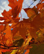 Fall School Composition Book Orange Leaves Mountain Sunrise 130 Pages: (Notebook, Diary, Blank Book)
