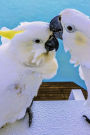 A Pair of Cockatoo Parrots on a Boat Journal: Take Notes, Write Down Memories in this 150 Page Lined Journal