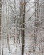 School Composition Book Winter Snow Covered Bare Tree Branches 130 Pages: (Notebook, Diary, Blank Book)