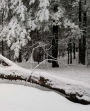 Winter School Composition Book Fallen Tree Snow 130 Pages: (Notebook, Diary, Blank Book)