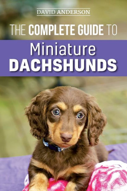 pictures of mini dachshunds
