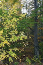 2019 Weekly Planner Autumn Yellow Leaves 134 Pages: (Notebook, Diary, Blank Book)