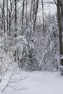 2019 Weekly Planner Winter Snowy Woods Photo 134 Pages: (Notebook, Diary, Blank Book)
