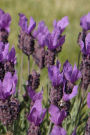 2019 Daily Planner Flowers Pretty Lavender 384 Pages: (Notebook, Diary, Blank Book)
