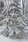 2019 Daily Planner Woods After Snowstorm Winter Weather 384 Pages: (Notebook, Diary, Blank Book)
