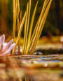 Water Lily Notebook