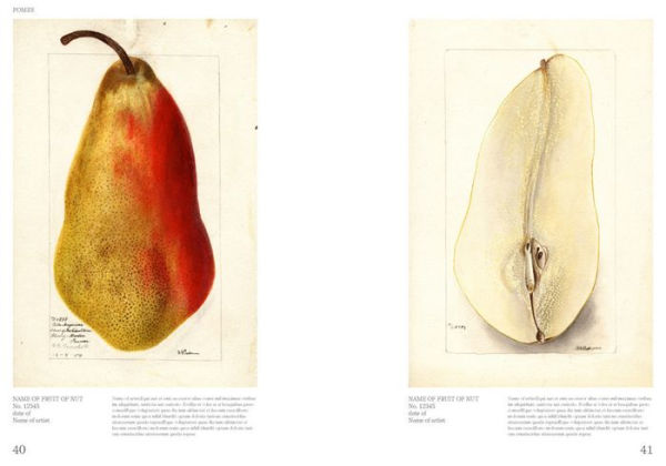 An Illustrated Catalog of American Fruits & Nuts: The U.S. Department of Agriculture Pomological Watercolor Collection