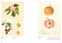 Alternative view 5 of An Illustrated Catalog of American Fruits & Nuts: The U.S. Department of Agriculture Pomological Watercolor Collection