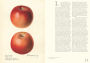 Alternative view 9 of An Illustrated Catalog of American Fruits & Nuts: The U.S. Department of Agriculture Pomological Watercolor Collection