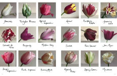 Alternative view 5 of The Land Gardeners: Cut Flowers