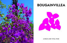 Alternative view 7 of Super Bloom: A Field Guide to Flowers for Every Gardener