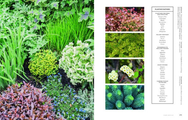 Super Bloom: A Field Guide to Flowers for Every Gardener