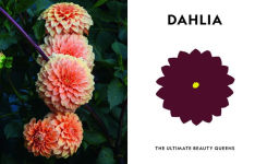 Alternative view 10 of Super Bloom: A Field Guide to Flowers for Every Gardener