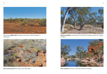 Alternative view 2 of A Field Guide To Reptiles And Frogs Of The Red Centre.