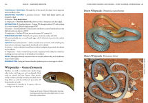 Alternative view 3 of A Field Guide To Reptiles And Frogs Of The Red Centre.