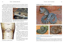 Alternative view 4 of A Field Guide To Reptiles And Frogs Of The Red Centre.
