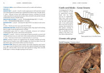 Alternative view 5 of A Field Guide To Reptiles And Frogs Of The Red Centre.