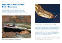 Alternative view 7 of A Field Guide To Reptiles And Frogs Of The Red Centre.