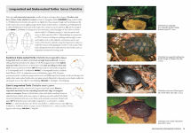 Alternative view 5 of A Complete Guide to Reptiles of Australia