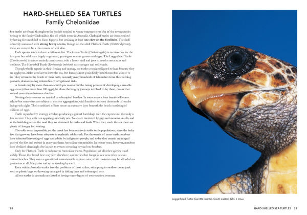 A Complete Guide to Reptiles of Australia