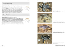 Alternative view 9 of A Complete Guide to Reptiles of Australia