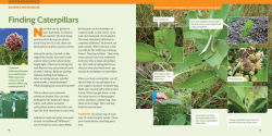 Alternative view 3 of How to Raise Monarch Butterflies: A Step-by-Step Guide for Kids