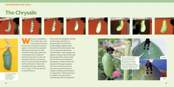 How to Raise Monarch Butterflies: A Step-by-Step Guide for Kids