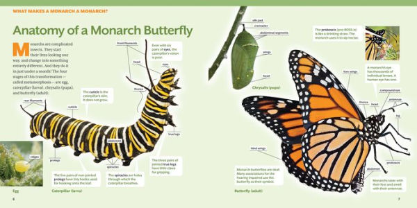 How to Raise Monarch Butterflies: A Step-by-Step Guide for Kids