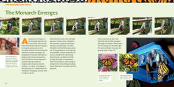 Alternative view 19 of How to Raise Monarch Butterflies: A Step-by-Step Guide for Kids