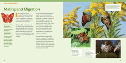 Alternative view 21 of How to Raise Monarch Butterflies: A Step-by-Step Guide for Kids