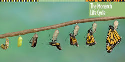 Alternative view 22 of How to Raise Monarch Butterflies: A Step-by-Step Guide for Kids