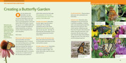 Alternative view 27 of How to Raise Monarch Butterflies: A Step-by-Step Guide for Kids