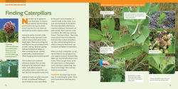 Alternative view 4 of How to Raise Monarch Butterflies: A Step-by-Step Guide for Kids