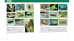 Alternative view 5 of Insects: Their Natural History and Diversity: With a Photographic Guide to Insects of Eastern North America