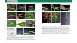 Alternative view 6 of Insects: Their Natural History and Diversity: With a Photographic Guide to Insects of Eastern North America