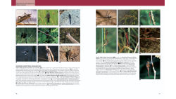 Alternative view 8 of Insects: Their Natural History and Diversity: With a Photographic Guide to Insects of Eastern North America