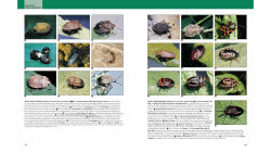 Alternative view 9 of Insects: Their Natural History and Diversity: With a Photographic Guide to Insects of Eastern North America