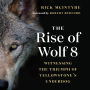 The Rise of Wolf 8: Witnessing the Triumph of Yellowstone's Underdog