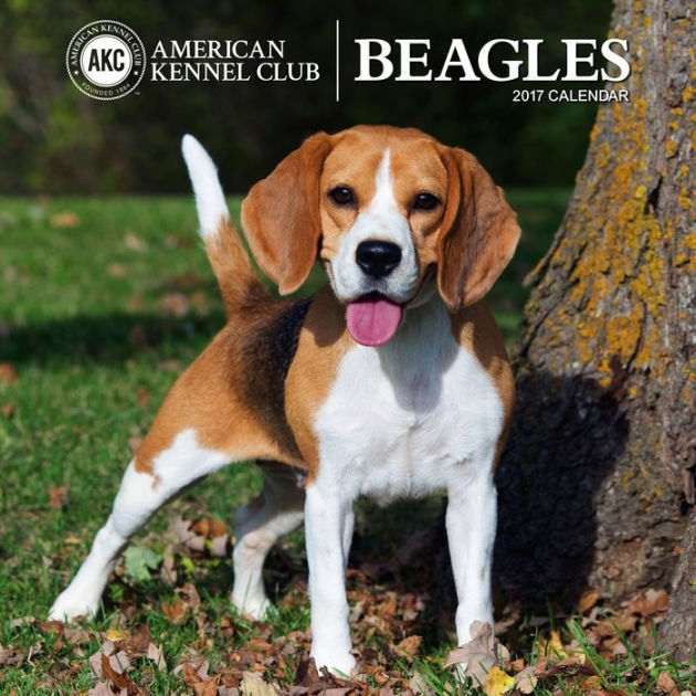 2017 Beagles American Kennel Club Wall Calendar by American Kennel Club