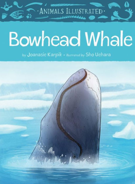 Animals Illustrated: Bowhead Whale [Book]