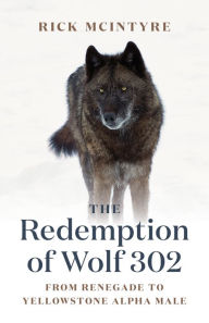 The Redemption of Wolf 302: From Renegade to Yellowstone Alpha Male