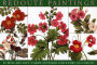 20 Notecards and Envelopes: Redoute Paintings: A delightful pack of high-quality fine art gift cards with decorative envelopes