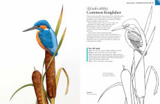 Alternative view 4 of A-Z of Bird Portraits: An illustrated guide to painting beautiful birds