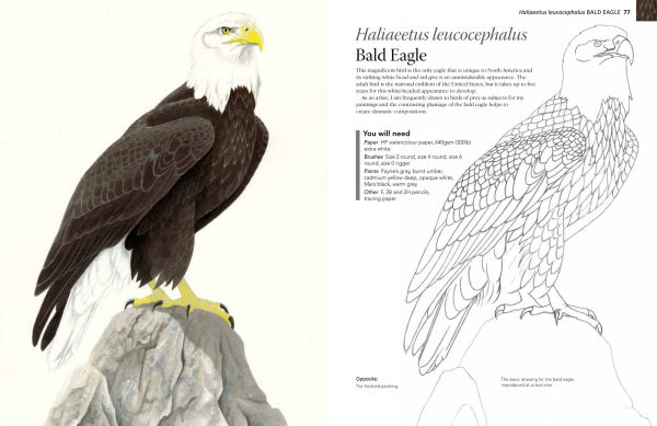 A-Z of Bird Portraits: An illustrated guide to painting beautiful birds